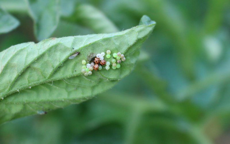 Coccinelle et ses oeufs. Philippe Baumy